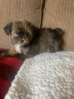 Katie Bug, a female Yorkshire Terrier and Shorkie for sale in Lebanon, MO – Photo 4 of 10