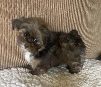 Katie Bug, a female Yorkshire Terrier and Shorkie for sale in Lebanon, MO – Photo 9 of 10