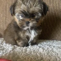 Katie Bug, a female Yorkshire Terrier and Shorkie for sale in Lebanon, MO – Photo 1 of 10