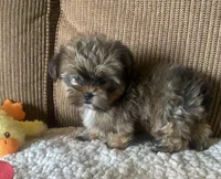 Katie Bug, a female Yorkshire Terrier and Shorkie for sale in Lebanon, MO – Photo 2 of 10