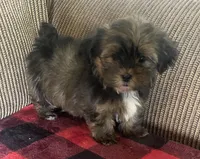 Katie Bug, a female Yorkshire Terrier and Shorkie for sale in Lebanon, MO – Photo 7 of 10