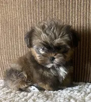 Katie Bug, a female Yorkshire Terrier and Shorkie for sale in Lebanon, MO – Photo 3 of 10