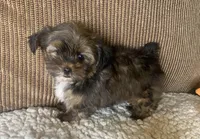Katie Bug, a female Yorkshire Terrier and Shorkie for sale in Lebanon, MO – Photo 8 of 10