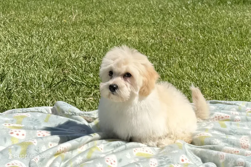 Bubby – Havapoo puppy for sale in Lebanon, MO
