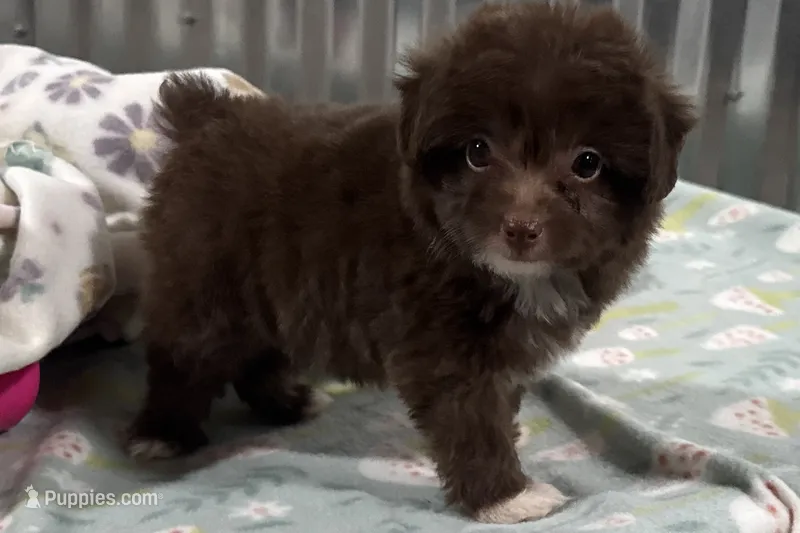 Trigger  – Miniature Aussiedoodle puppy for sale in Lebanon, MO