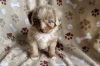 Max, a female Aussiedoodle for sale in Lebanon, MO – 4 of 10