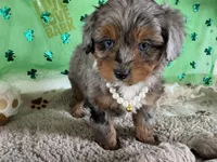 Tiara, a male Miniature Aussiedoodle for sale in Lebanon, MO – Photo 1 of 10