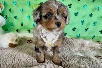Tiara, a male Miniature Aussiedoodle for sale in Lebanon, MO – Photo 5 of 10