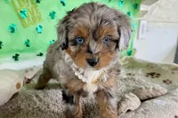 Tiara, a male Miniature Aussiedoodle for sale in Lebanon, MO – Photo 6 of 10