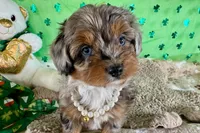 Tiara, a male Miniature Aussiedoodle for sale in Lebanon, MO – Photo 4 of 10