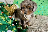 Tiara, a male Miniature Aussiedoodle for sale in Lebanon, MO – Photo 10 of 10