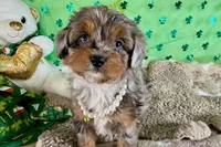 Tiara, a male Miniature Aussiedoodle for sale in Lebanon, MO – Photo 7 of 10