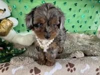 Tiara, a male Miniature Aussiedoodle for sale in Lebanon, MO – Photo 9 of 10