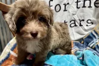 Mini, a female Aussiedoodle for sale in Lebanon, MO – 9 of 10