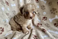 Max, a female Aussiedoodle for sale in Lebanon, MO – 9 of 10