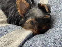 McTiny, a male Yorkshire Terrier for sale in Lebanon, MO – 9 of 9