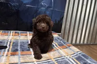 Luna, a female Miniature Aussiedoodle for sale in Lebanon, MO – 10 of 10