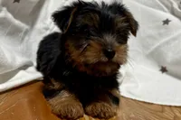 Jax, a male Yorkshire Terrier for sale in Lebanon, MO – 2 of 10