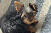 McTiny, a male Yorkshire Terrier for sale in Lebanon, MO – 6 of 9