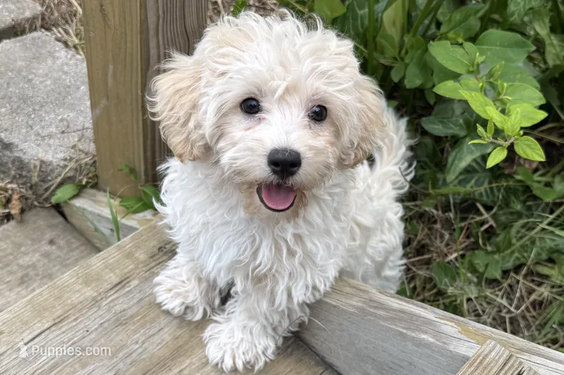 Annie – Havapoo puppy for sale in Lebanon, MO