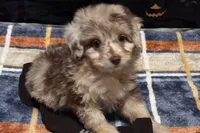 Junie B, a female Miniature Aussiedoodle for sale in Lebanon, MO – 6 of 10