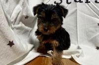 Jax, a male Yorkshire Terrier for sale in Lebanon, MO – 10 of 10