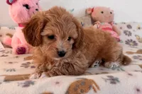 Ginger, a female Shihpoo for sale in Lebanon, MO – 4 of 10