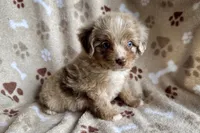 Max, a female Aussiedoodle for sale in Lebanon, MO – 1 of 10