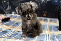 Clamity Jane, a female Miniature Aussiedoodle for sale in Lebanon, MO – 4 of 4