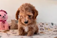 Ginger, a female Shihpoo for sale in Lebanon, MO – 5 of 10