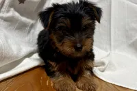 Jax, a male Yorkshire Terrier for sale in Lebanon, MO – 5 of 10