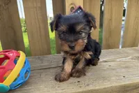 Dandi, a male Yorkshire Terrier for sale in Lebanon, MO – 6 of 10