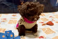 Boots, a female Shihpoo for sale in Lebanon, MO – 8 of 10