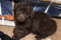 Luna, a female Miniature Aussiedoodle for sale in Lebanon, MO – 9 of 10