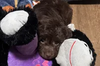 Luna, a female Miniature Aussiedoodle for sale in Lebanon, MO – 8 of 10