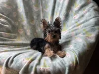 McTiny, a male Yorkshire Terrier for sale in Lebanon, MO – 8 of 9