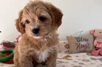 Ginger, a female Shihpoo for sale in Lebanon, MO – 7 of 10