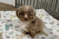Max, a female Aussiedoodle for sale in Lebanon, MO – 2 of 10