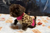 Boots, a female Shihpoo for sale in Lebanon, MO – 10 of 10