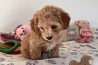 Ginger, a female Shihpoo for sale in Lebanon, MO – 3 of 10