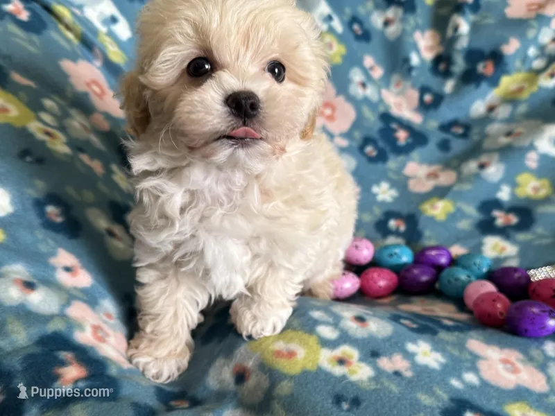 Benny – Havapoo puppy for sale in Lebanon, MO