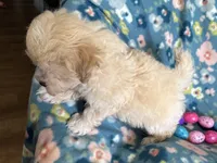 Benny, a male Havapoo for sale in Lebanon, MO – Photo 6 of 10