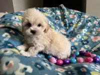 Benny, a male Havapoo for sale in Lebanon, MO – Photo 10 of 10