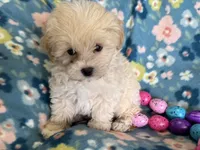 Benny, a male Havapoo for sale in Lebanon, MO – Photo 8 of 10