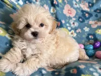 Benny, a male Havapoo for sale in Lebanon, MO – Photo 4 of 10