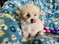 Benny, a male Havapoo for sale in Lebanon, MO – Photo 9 of 10