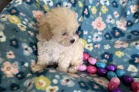 Benny, a male Havapoo for sale in Lebanon, MO – Photo 7 of 10