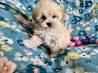 Benny, a male Havapoo for sale in Lebanon, MO – Photo 3 of 10