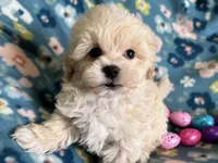 Benny, a male Havapoo for sale in Lebanon, MO – Photo 2 of 10