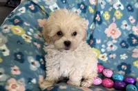 Benny, a male Havapoo for sale in Lebanon, MO – Photo 5 of 10